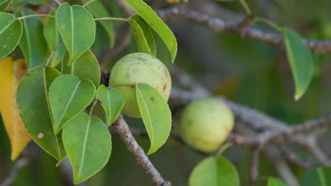 Close up of fruit and leaves of a manchineel tree at manuel antonio Stock Footage 173618036