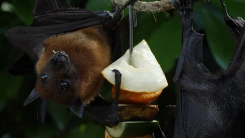 Close up of Fruit bat biting an apple chunk Stock Footage 91559697