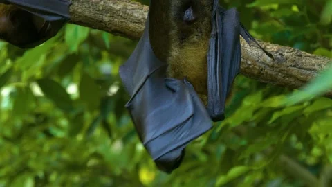 Close up of fruit bat Stock Footage 141282334