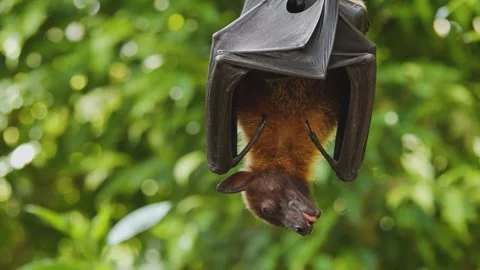 Close up of a fruit bat Stock Footage 244341213