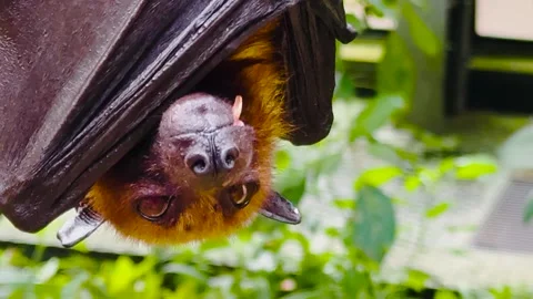Close up of a fruit bat  Stock Footage 266707765