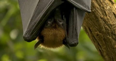 Close up of fruit bat hanging upside down Video stock 100809224