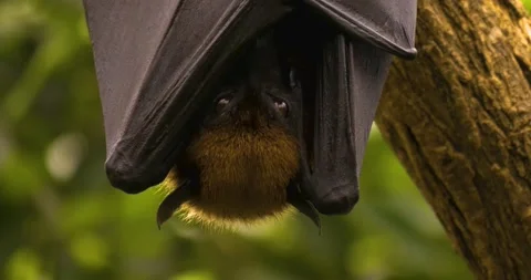 Close up of fruit bat hanging upside down Video stock 134846148
