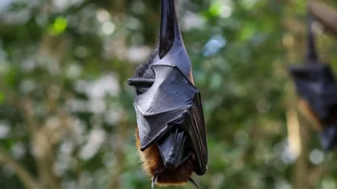 Close Up of Fruit Bat Hanging Upside Down in Forest Stock Footage 336267588