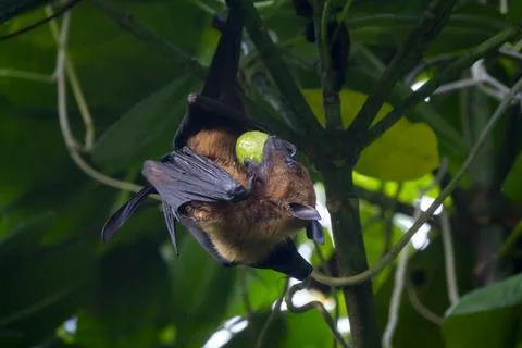 Close-up of a fruit bat's face as it bites into a piece of fruit, Baa Atoll.. Stock Photos