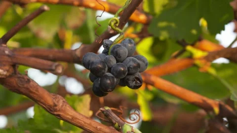 A close up of fruit on a branch Stock Footage 155451767