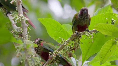 Close-up fruit eating wild Maroon-bellied Parakeets parrot birds in rainforest Stock Footage 311567748