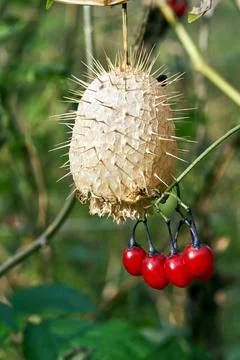 Close-up of the fruit of the Echinops lobata shrub during autumn Stock Photos