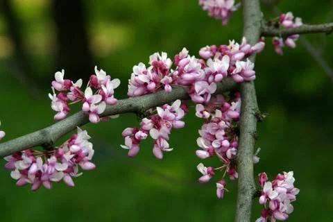 Close up of fruit flowers in the earliest springtime Stock Photos