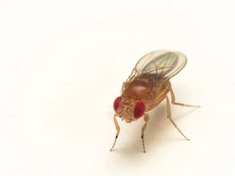 Close up of fruit fly with bright red eyes on white surface Stock Photos