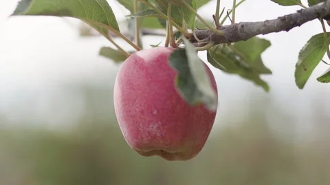 A close up of a fruit hanging from a branch Stock Footage 155450343