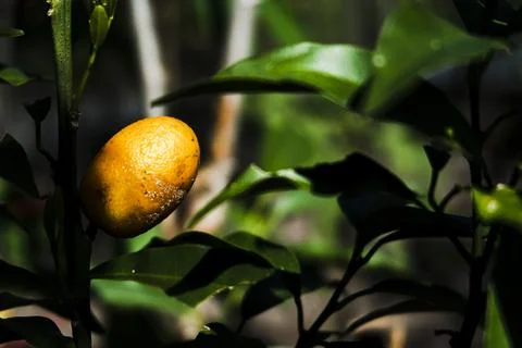 A close up of a fruit of orange in forest Stock Photos