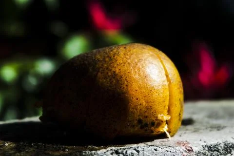A close up of a fruit orange on a rock Stock Photos
