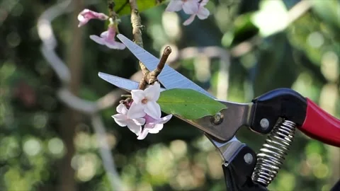 Close Up Of A Fruit Pruner Being Used To Cut Back Pink Blossom, UK 動画素材 151737658