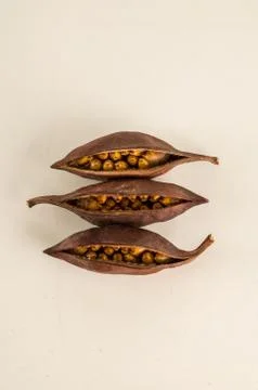 Close-up of fruit seeds Stock Photos