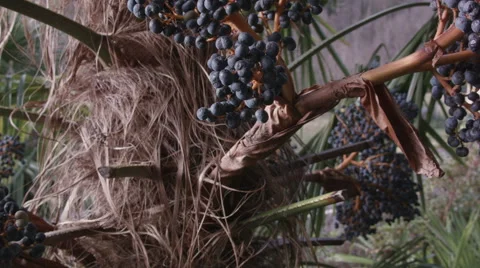 Close up of fruit stands from a palm moving slightly in the wind Stock Footage 45809497