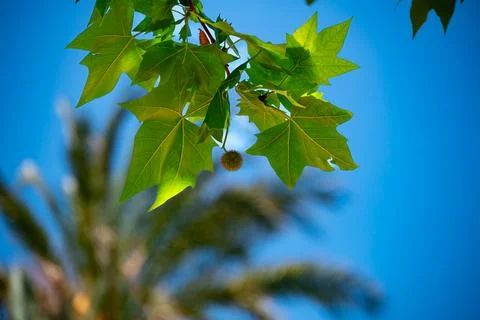 Close-up of the fruit of the sycamore (platan) tree in the Ciutadella Park in Stock Photos