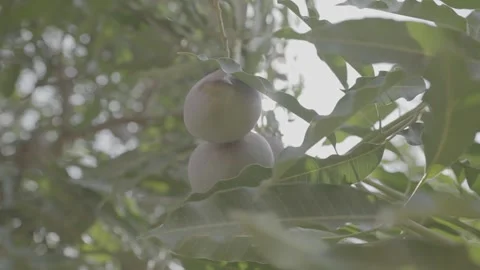 Close up of fruit in a tree Stock Footage 244737441