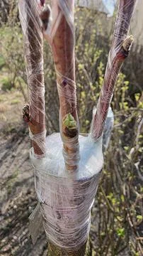 Close-up of fruit tree grafting process with scions wrapped in plastic film i Stock Photos