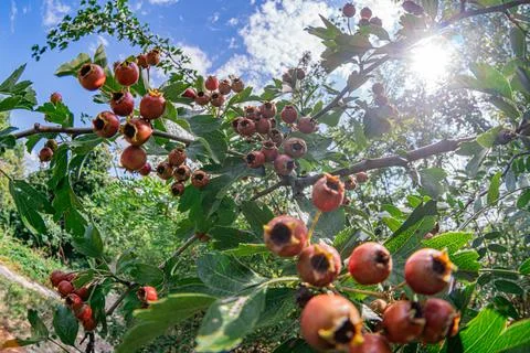 Close-up of a fruit tree, laden with orange and red ripe fruits under bright  Stock Photos