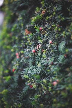 A close up of a fruit tree Stock Photos