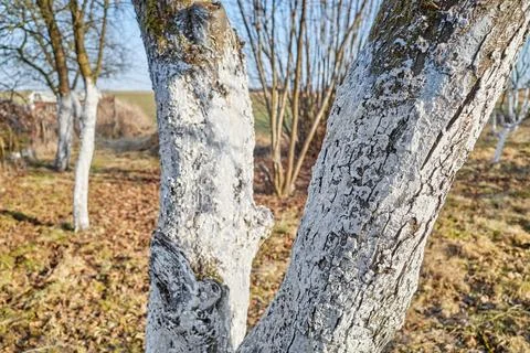 Close up of a fruit tree trunk covered with lime, selective focus. Fotos de archivo