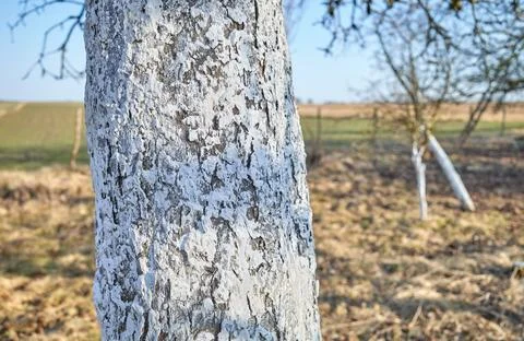 Close up of a fruit tree trunk covered with lime, selective focus. Fotos de archivo