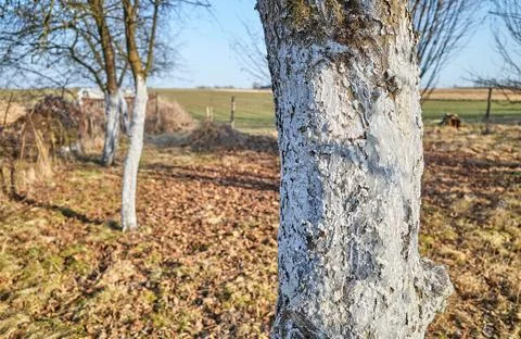 Close up of a fruit tree trunk covered with lime, selective focus. Fotos de archivo