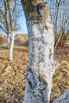 Close up of a fruit tree trunk covered with lime, selective focus. Fotos de archivo