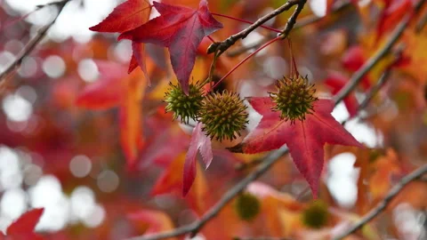 Close-up of fruits on red maple tree in autumn season. Video stock 221192399
