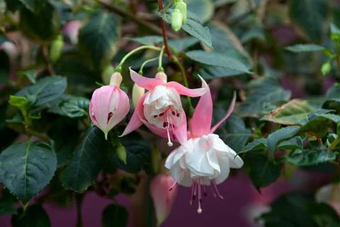 Close up on Fuchsia Stock Photos