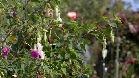 Close Up Fuchsias Stock Footage 79660024