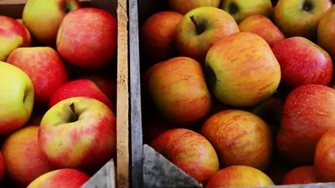 Close up, Fuji apples in crate Stock Footage 73776677