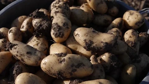 Close-up of a full bin of potatoes, still dirty with soil, as a few more Vidéo 131486804