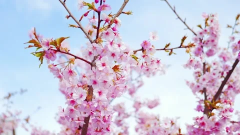 Close-Up of Full Bloom Cherry Blossoms Against Blue Sky, Video stock 331234469