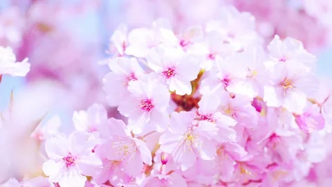 Close-Up of Full Bloom Cherry Blossoms Against Blue Sky, Stock Footage 331429034
