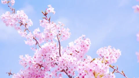 Close-Up of Full Bloom Cherry Blossoms Against Blue Sky, Stock Footage 331429228