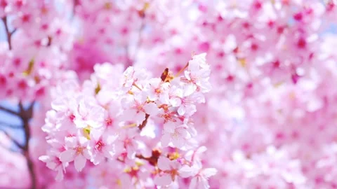 Close-Up of Full Bloom Cherry Blossoms Against Blue Sky, Stock Footage 331429256