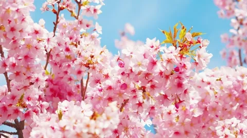 Close-Up of Full Bloom Cherry Blossoms Against Blue Sky, Stock Footage 331429497