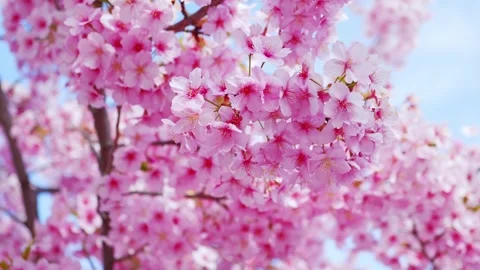Close-Up of Full Bloom Cherry Blossoms Against Blue Sky, Stock Footage 331505344