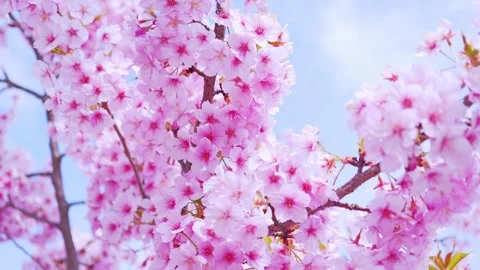 Close-Up of Full Bloom Cherry Blossoms Against Blue Sky, Stock Footage 331505389