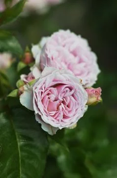 Close-up of full blooming light lush pink roses against blurred green leave.. Stock Photos