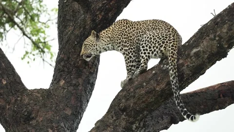 Close full body shot of a leopard sitting up in a tree, looking into the Stock Footage 170937110