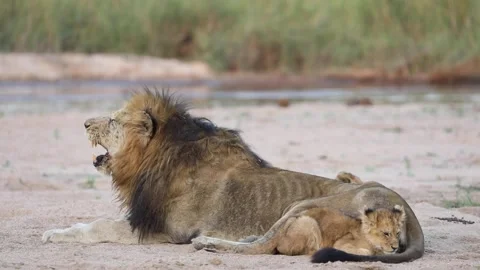 Lion Dad's, father lion protecting cubs Kids T-Shirt for Sale by  HouseOfBigPalms