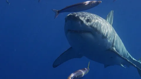 Close up full face of Great White shark Stock Footage 94826558