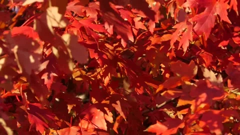 Close-up full-frame of blazing red maple leaves fluttering in a light breeze Vídeo Stock 167928439