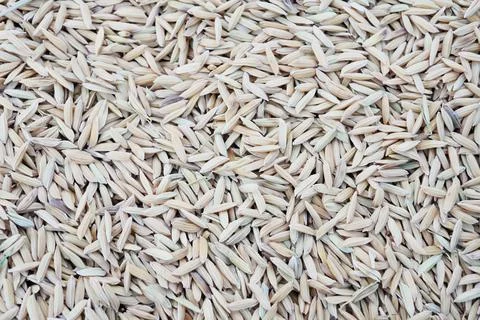 Close up full frame paddy group Stock-Fotos