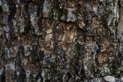 Close up Full Frame Shot Old Tree Bark Texture background. Stock Photos
