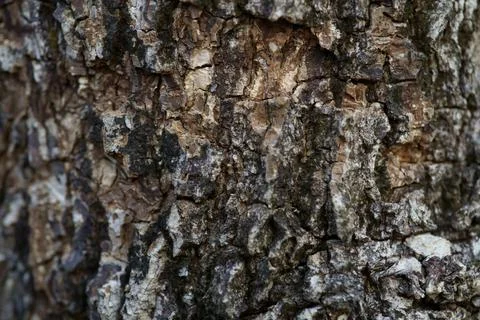 Close up Full Frame Shot Old Tree Bark Texture background. Stock Photos