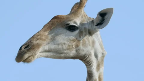 Close-Up Full Frame Side Profile of Alert Giraffe Against Blue Sky in Botswana Stock Footage 348689161